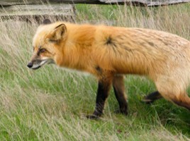 Fox